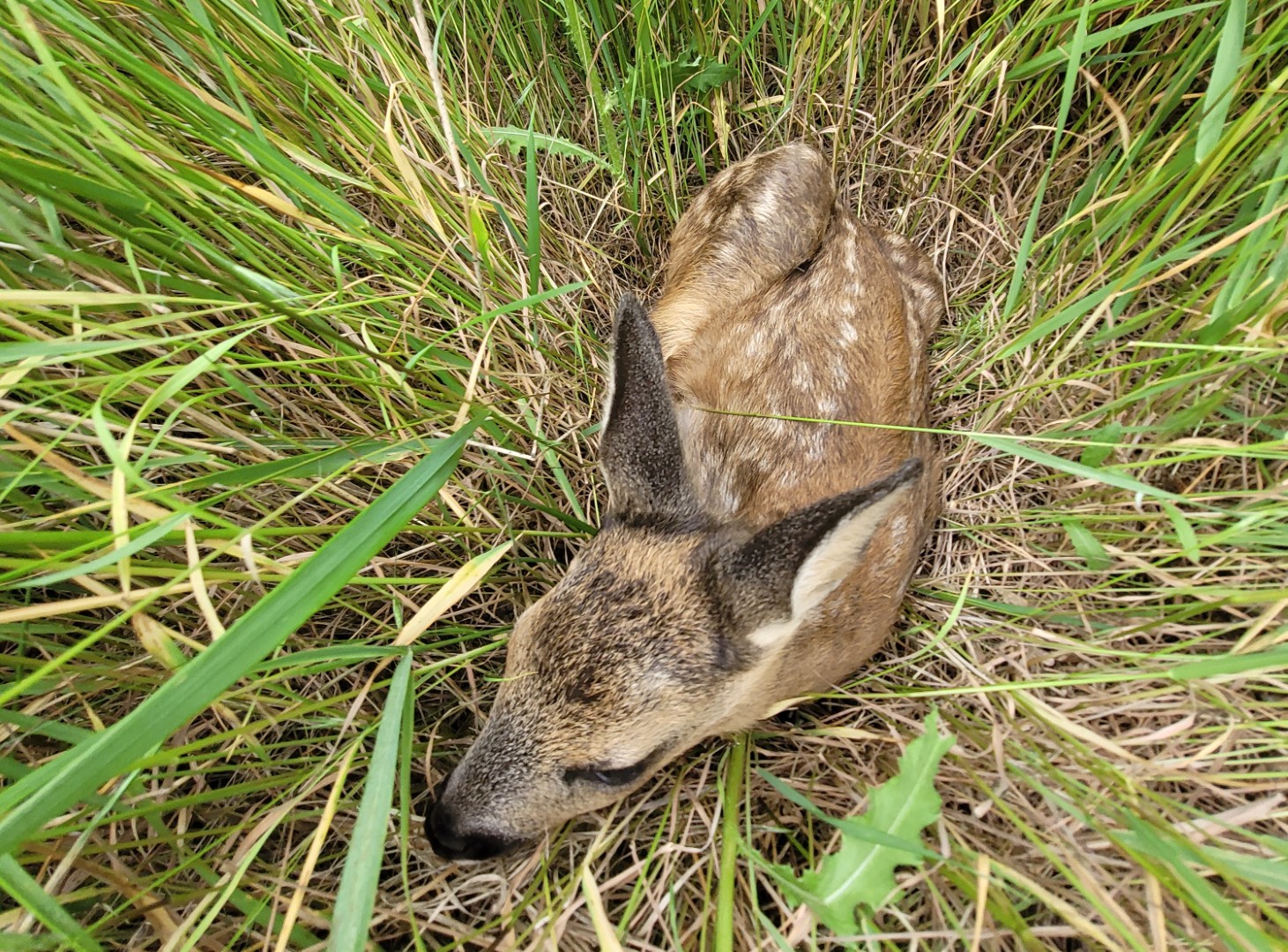Ein Teil der Überlebensstrategie von Rehkitzen: Sich ins hohe Gras zu drücken und auf die Tarnung zu vertrauen.