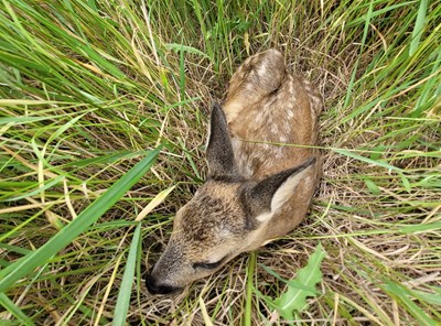 Ein Teil der Überlebensstrategie von Rehkitzen: Sich ins hohe Gras zu drücken und auf die Tarnung zu vertrauen.