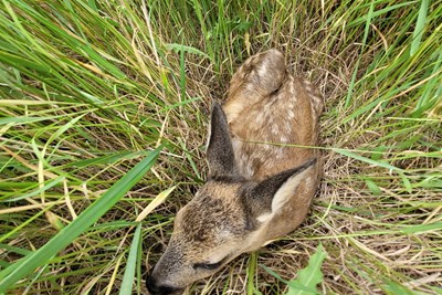 Ein Teil der Überlebensstrategie von Rehkitzen: Sich ins hohe Gras zu drücken und auf die Tarnung zu vertrauen. Ein Teil der Überlebensstrategie von Rehkitzen: Sich ins hohe Gras zu drücken und auf die Tarnung zu vertrauen.
