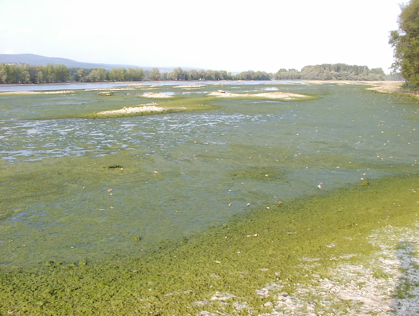 Niedrigwasser am Rhein  |  Quelle: Tomas Merz