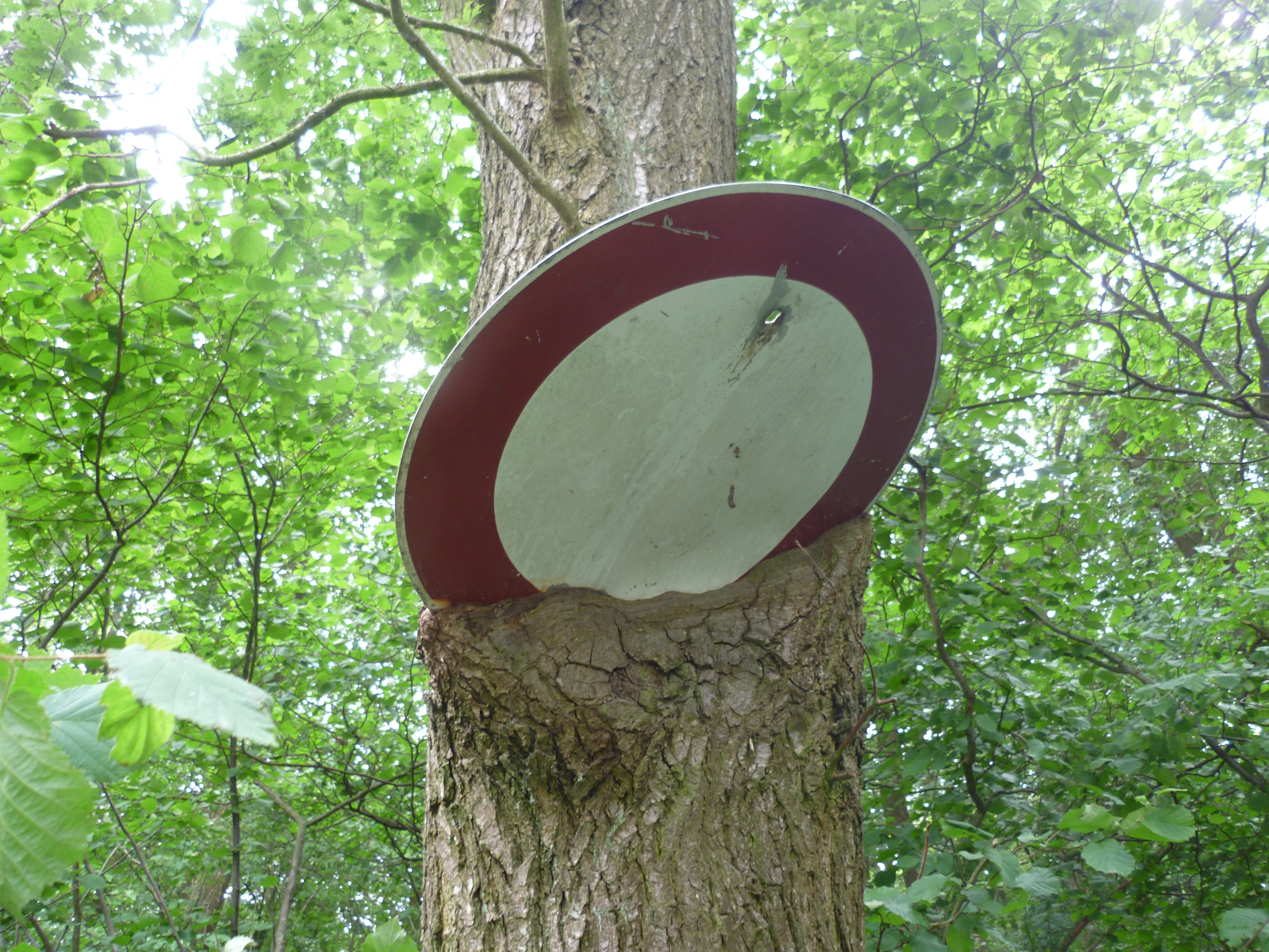 Baumpersönlichkeiten (mit Bildergalerie)