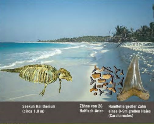 Vor 30 Millionen Jahren