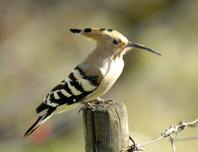 Hoopoe