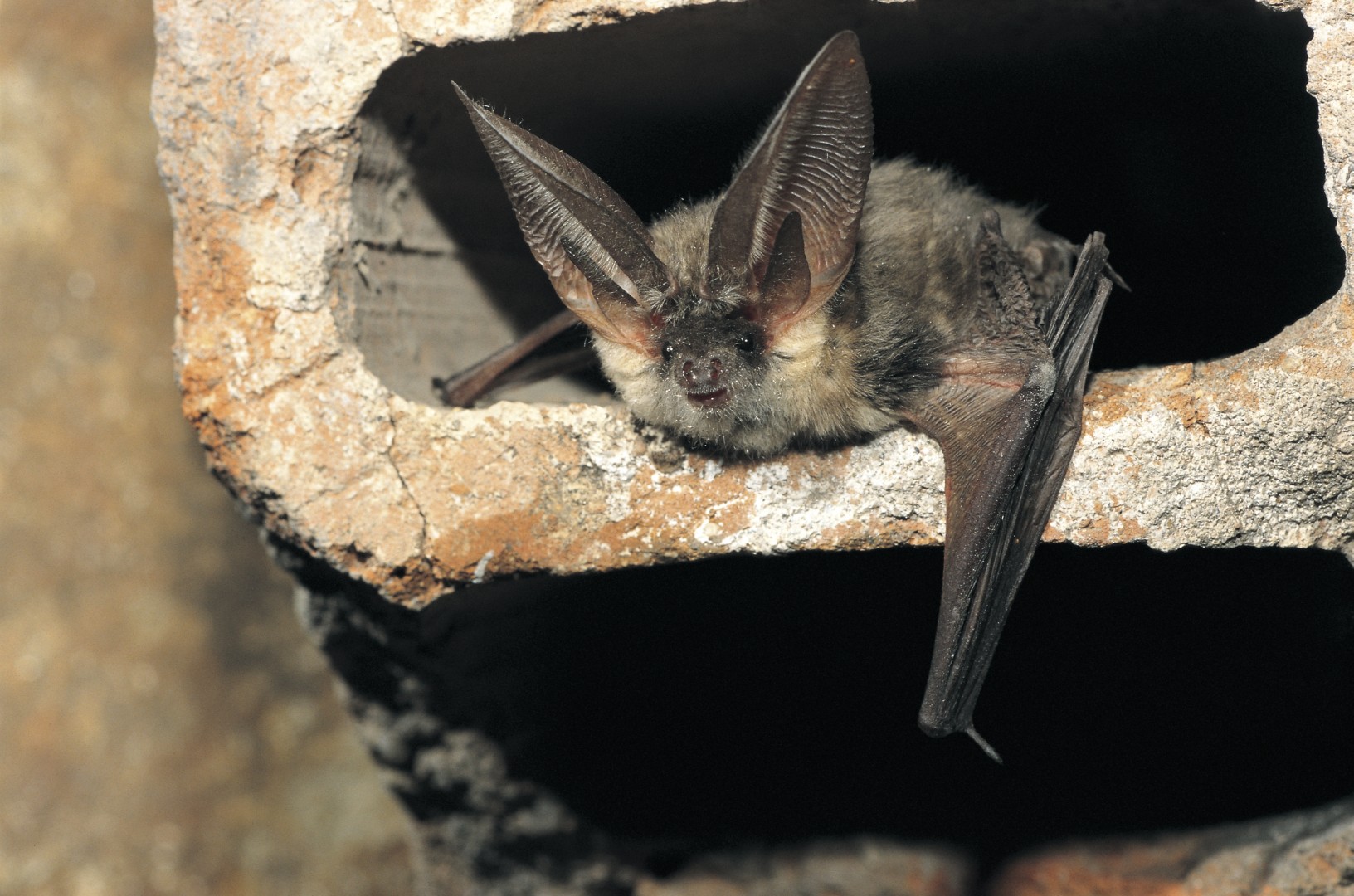 Nocturnal aerial acrobats