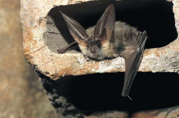 Gray Long-eared Bat