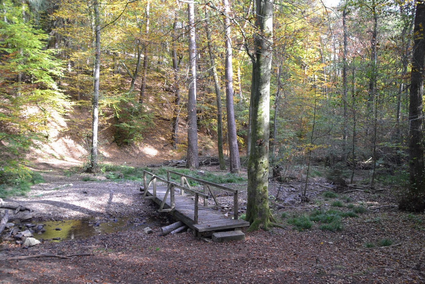 Das Morgenbachtal im Binger Wald