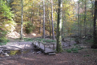 Das Morgenbachtal im Binger Wald