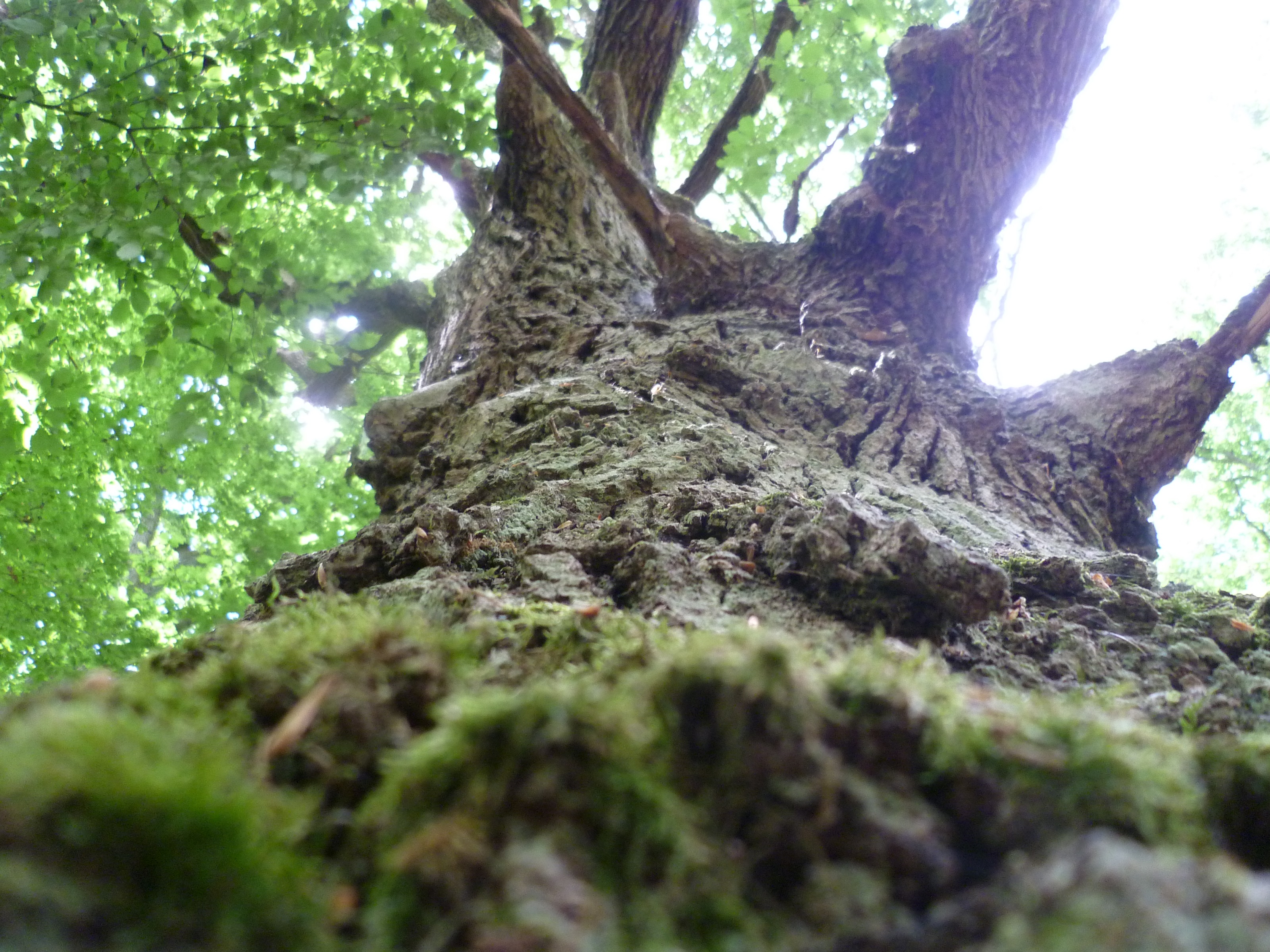 Charakterbaum – Besitzt zwar keinen Holzwert, ist aber dennoch sehr wertvoll für den Wald und die Natur.   |  Quelle: Stadt Bingen