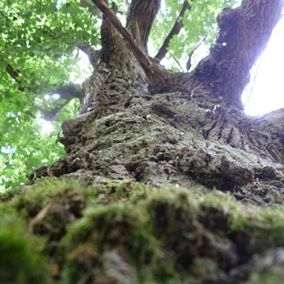 Charakterbaum – Besitzt zwar keinen Holzwert, ist aber dennoch sehr wertvoll für den Wald und die Natur.   |  Quelle: Stadt Bingen