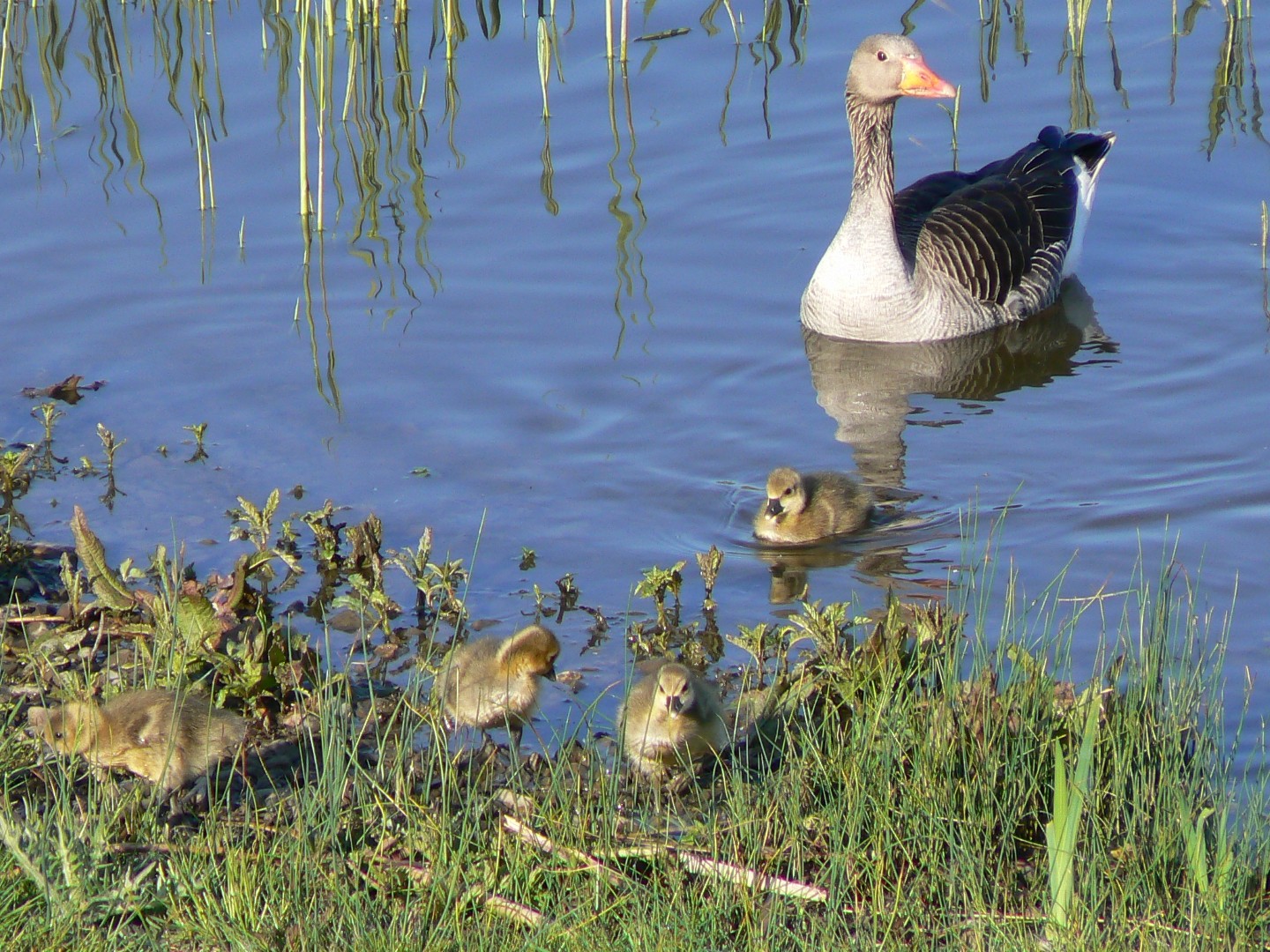 A breeding and resting place