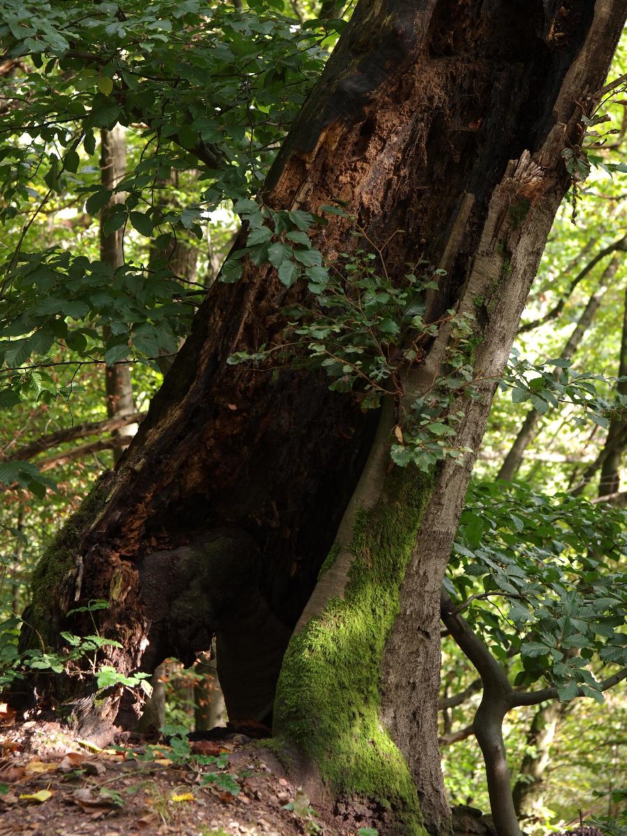 Hurra! Ich leb' noch! – Dieser Baum, der ebenfalls im Binger Wald bewundert werden kann ist nahezu komplett hohl, hat aber längst noch nicht aufgegeben und trotzt Wind, Wetter und Zersetzung.   |  Quelle: Burkhard Hinnersmann