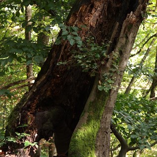 Hurra! Ich leb' noch! – Dieser Baum, der ebenfalls im Binger Wald bewundert werden kann ist nahezu komplett hohl, hat aber längst noch nicht aufgegeben und trotzt Wind, Wetter und Zersetzung.   |  Quelle: Burkhard Hinnersmann