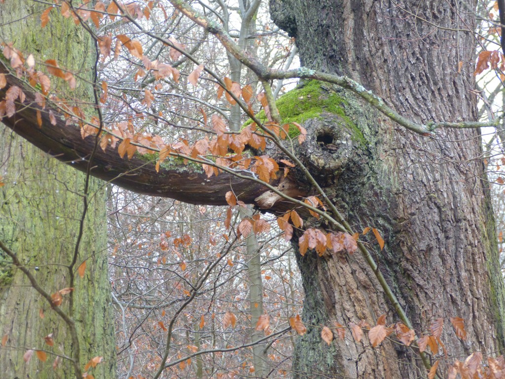 Elefantenbaum II – Zu finden ist der Elefantenbaum (übrigens eine Eiche) im Oberheimbacher Forst, der noch zum Binger Wald zählt.  |  Quelle: Gerhard Jost