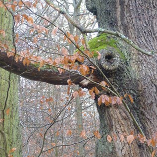 Elefantenbaum II – Zu finden ist der Elefantenbaum (übrigens eine Eiche) im Oberheimbacher Forst, der noch zum Binger Wald zählt.  |  Quelle: Gerhard Jost