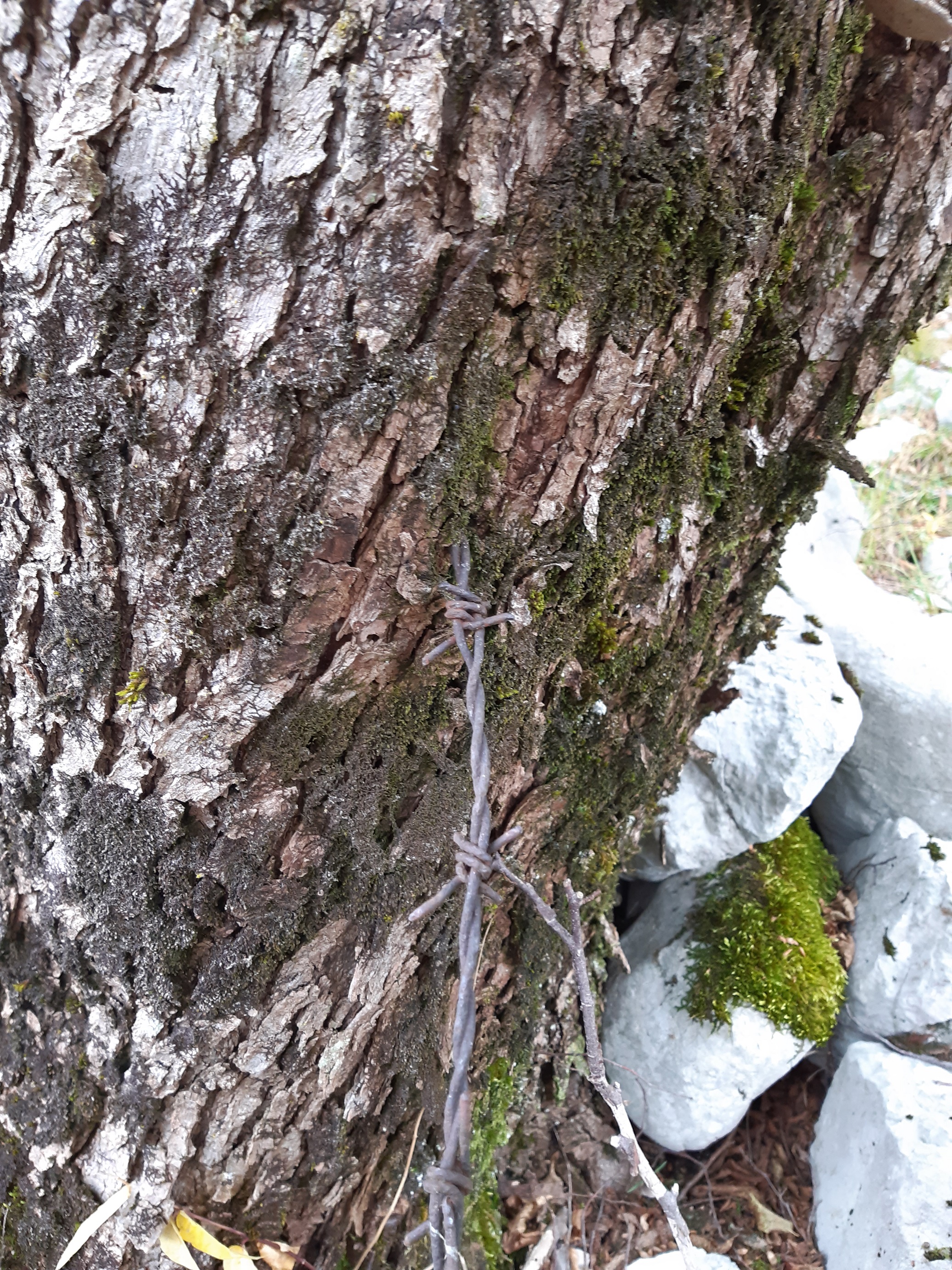 Historisch – Stacheldrahtreste italienischer Stellungen aus dem Ersten Weltkrieg an den Hängen des Rombongebirges bei Bovec (damals Flitsch) in Slowenien haben sich in den Baum reingearbeitet.  |  Quelle: Peter Franzen