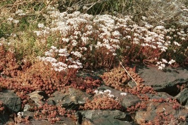 Sedum album