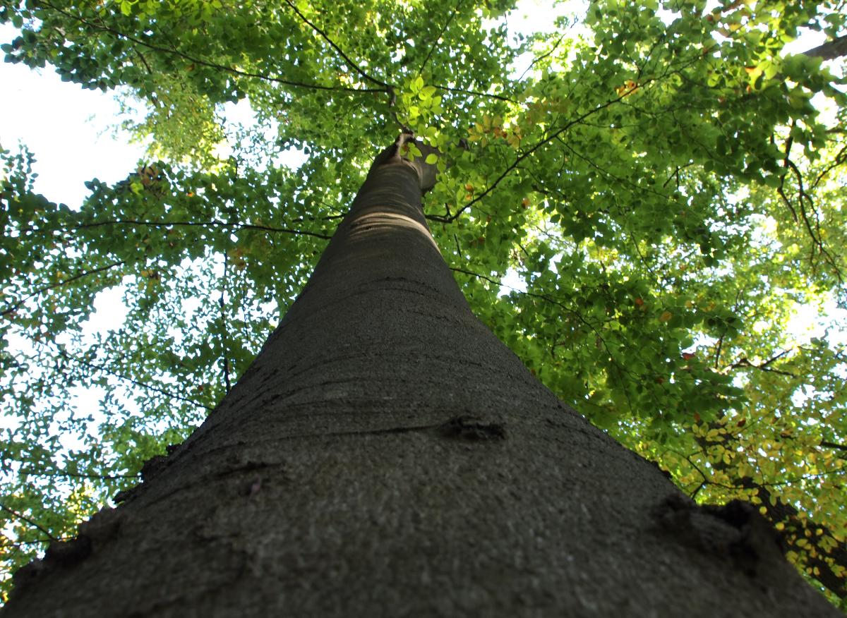 Hoch hinaus – das hat sich wohl dieser Baum am Beginn seines Baumlebens gedacht und ist auf der Suche nach Licht/Helligkeit seitdem bereits eine beachtliche Zahl an Meters nach oben gewachsen.   |  Quelle: Burkhard Hinnersmann