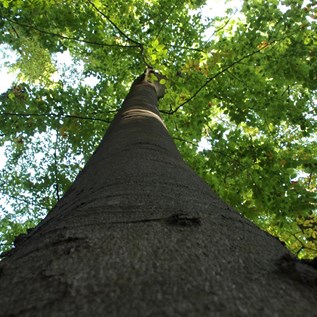 Hoch hinaus – das hat sich wohl dieser Baum am Beginn seines Baumlebens gedacht und ist auf der Suche nach Licht/Helligkeit seitdem bereits eine beachtliche Zahl an Meters nach oben gewachsen.   |  Quelle: Burkhard Hinnersmann