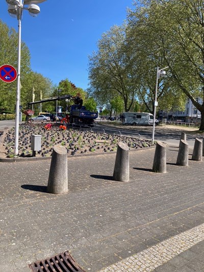 Bingen blüht auf