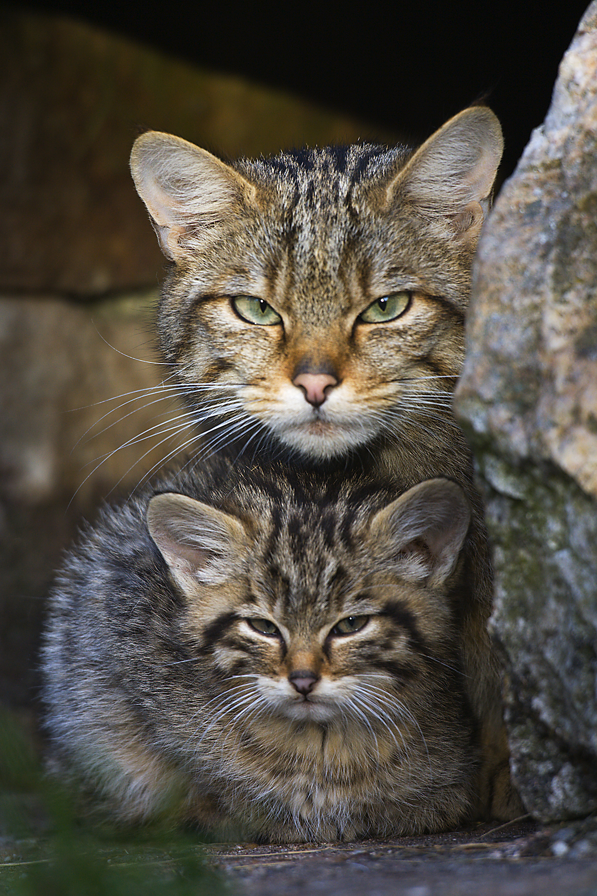 Wildkatzen