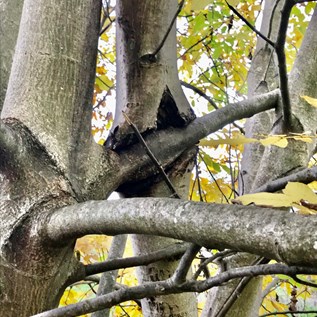Astbeißer – dieser Walnussbaum, der am Rhein bei Gaulsheim zu finden ist, hat eindeutig Hunger. Dass Kannibalismus im Tierreich vorkommt in bekannt, aber unter Bäumen...   |  Quelle: Brigitte Göbel