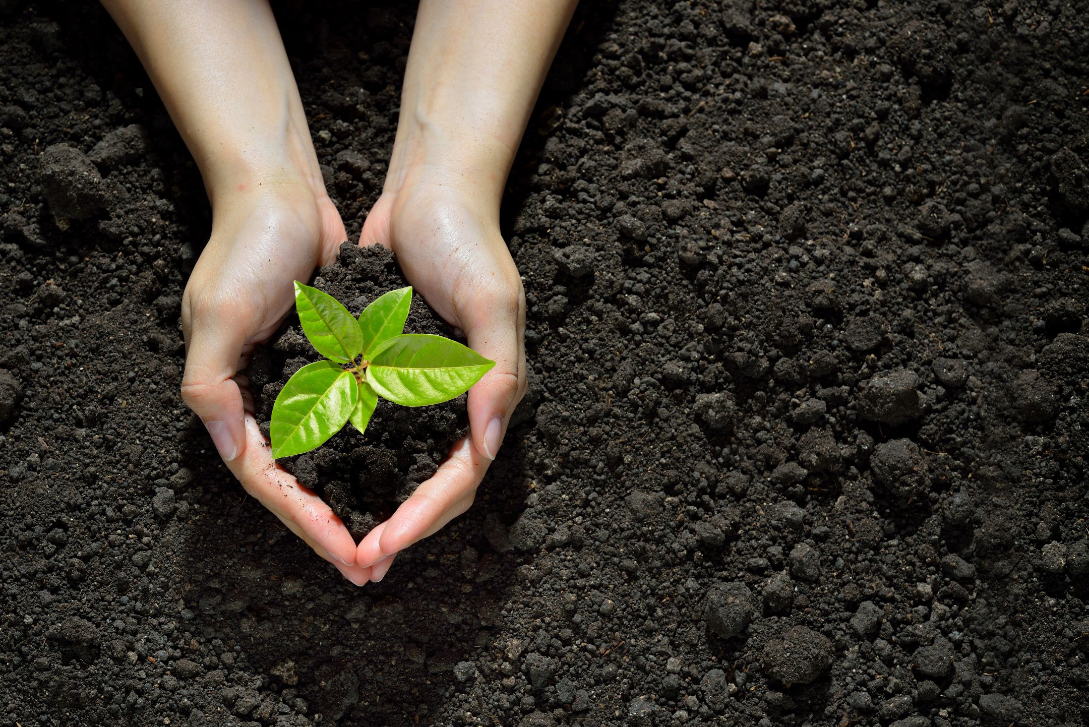 Land- und Forstwirtschaft können einen wichtigen Beitrag zum Klimaschutz leisten.