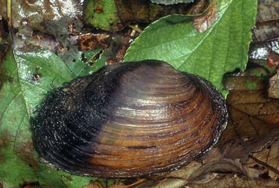 Flussmuschel (unio crassus)  |  Klaus Bogon
