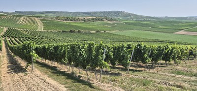 Weinberge