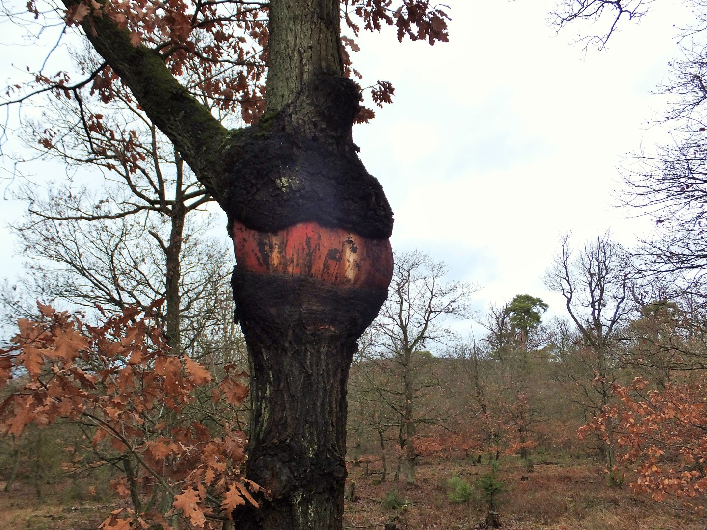 Schilderfresser-König: Dieser Baum aus dem Bad Kreuznacher Stadtwald hat das an ihm angebrachte Schild schon bis zur Unkenntlichkeit verschlungen. Ob das mal ein "Durchfahrt-verboten-Schild" war?  |  Quelle: Hans Günter Hehn