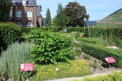 Der Hildegarten.