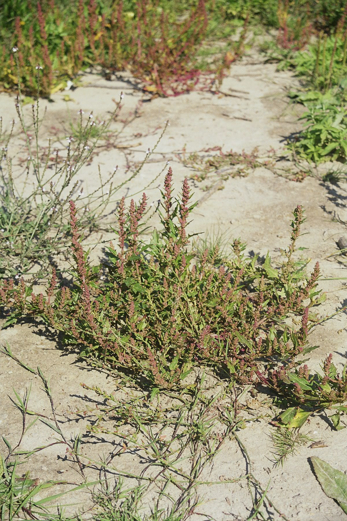 Roter Gaensefuss  |  Quelle: NABU