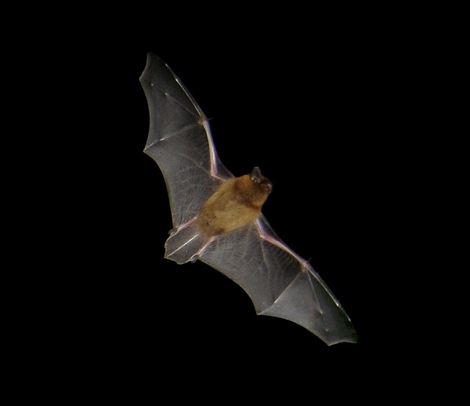 Naturführung und Vortrag BAT-Night Fledermausnacht