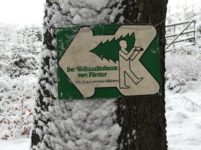 Weihnachstbäume - frisch aus dem Binger Wald.