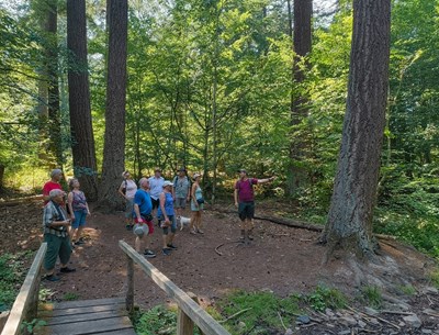 Beim Waldgang.