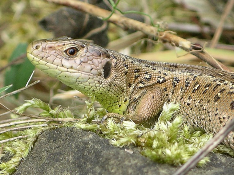 Zauneidechsenweibchen