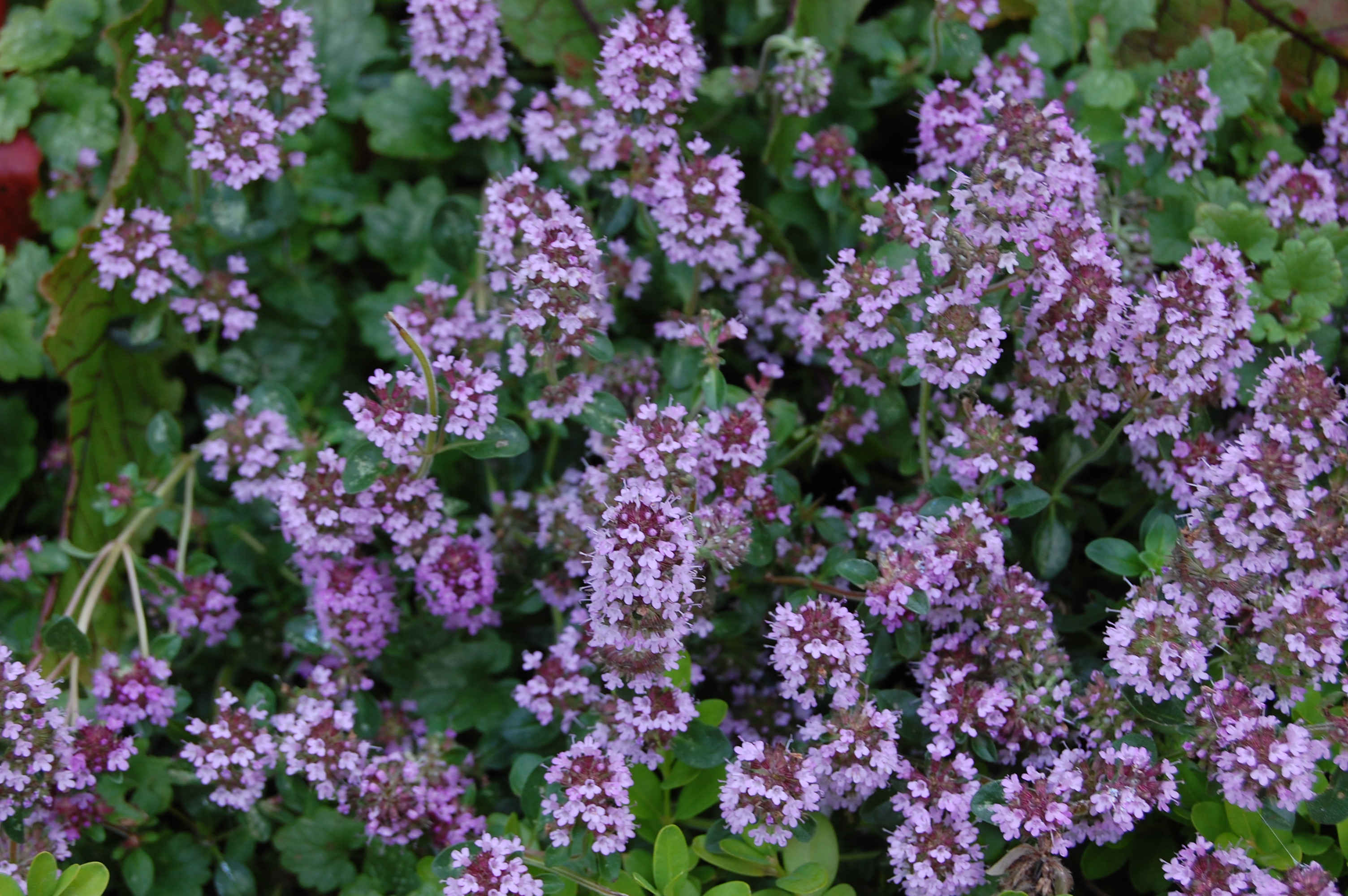 Thymian   |  Quelle: NABU