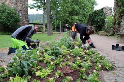 Carlos Neckel und Heike Hessinger bepflanzen die Beete an der Burg Klopp unter anderem mit Begonien, Cosmeen und Pennisetum.