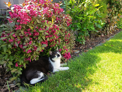 Zum 1. September 2026 tritt die Katzenschutzverordnung in Kraft.