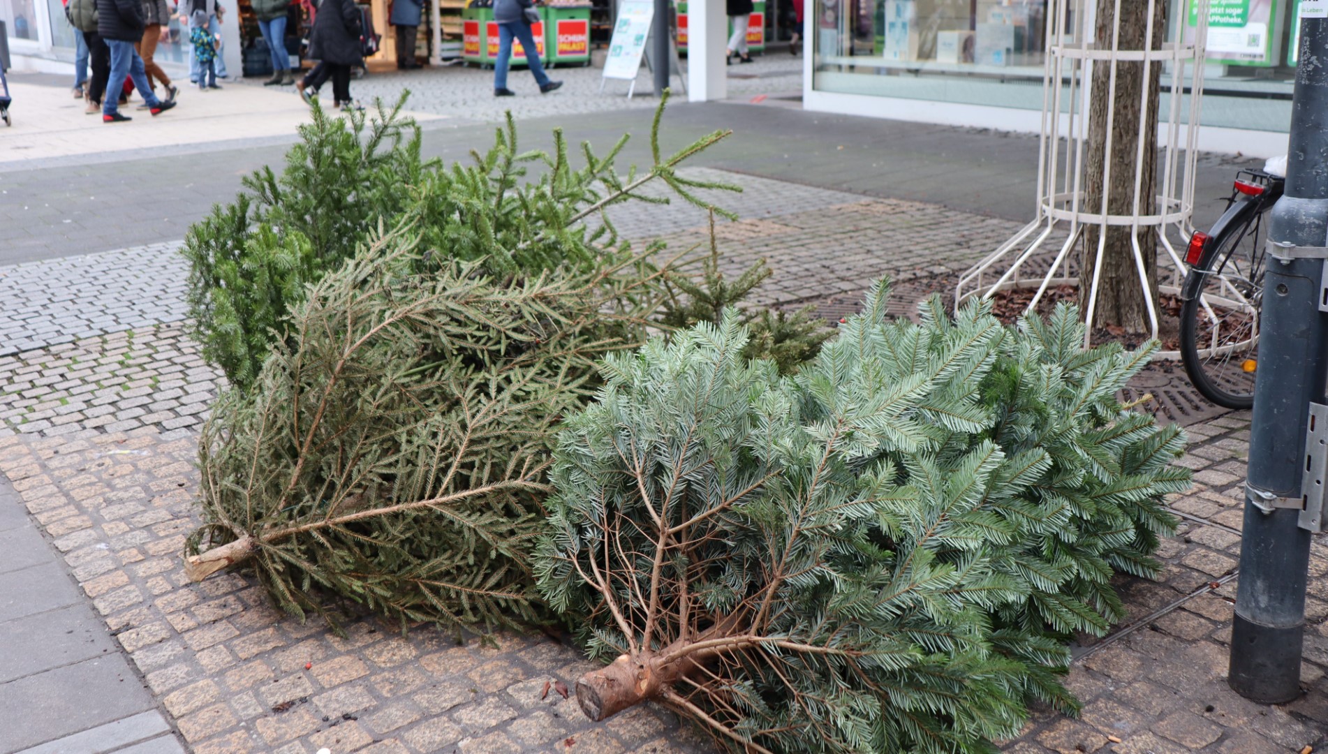 Der Festschmuck der Weihnachtsbäume muss entfernt werden
