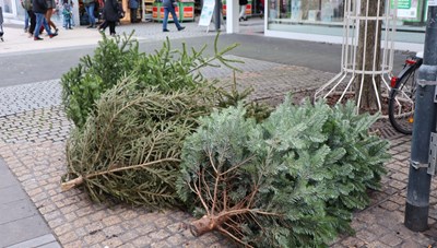 Der Festschmuck der Weihnachtsbäume muss entfernt werden