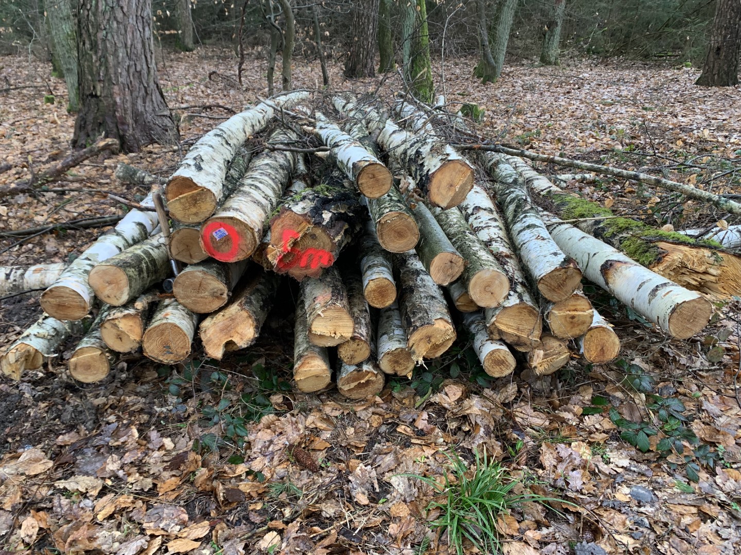 Holzwirtschaft