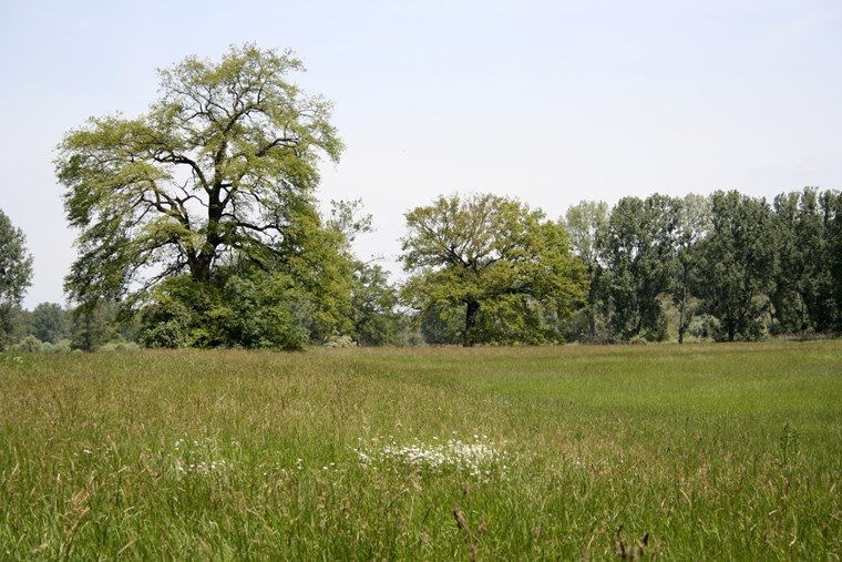 River valley meadow