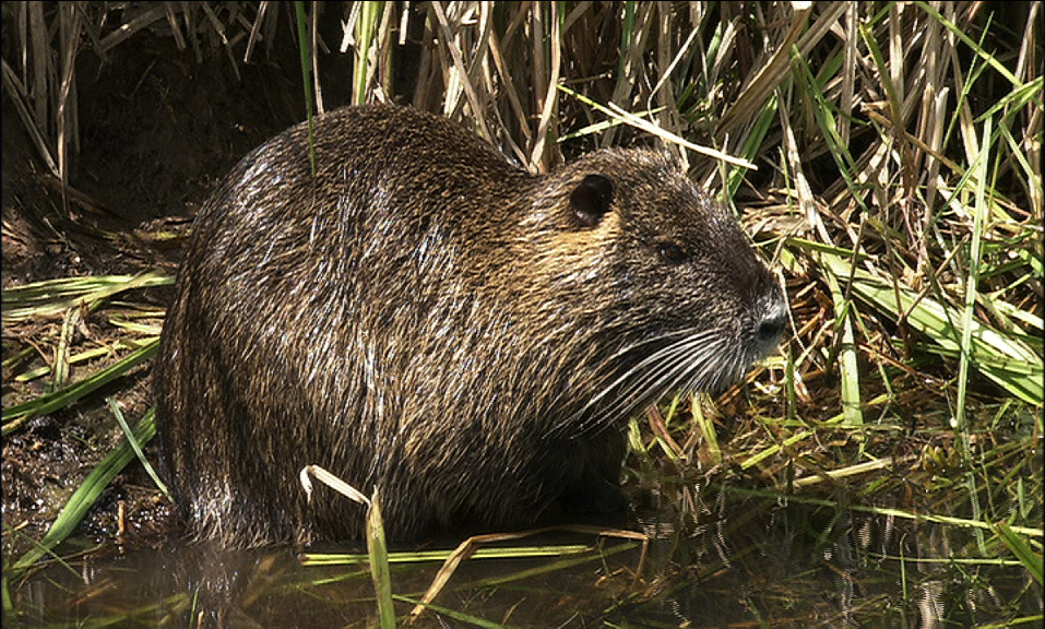 Nutria  |  Quelle: Schöller