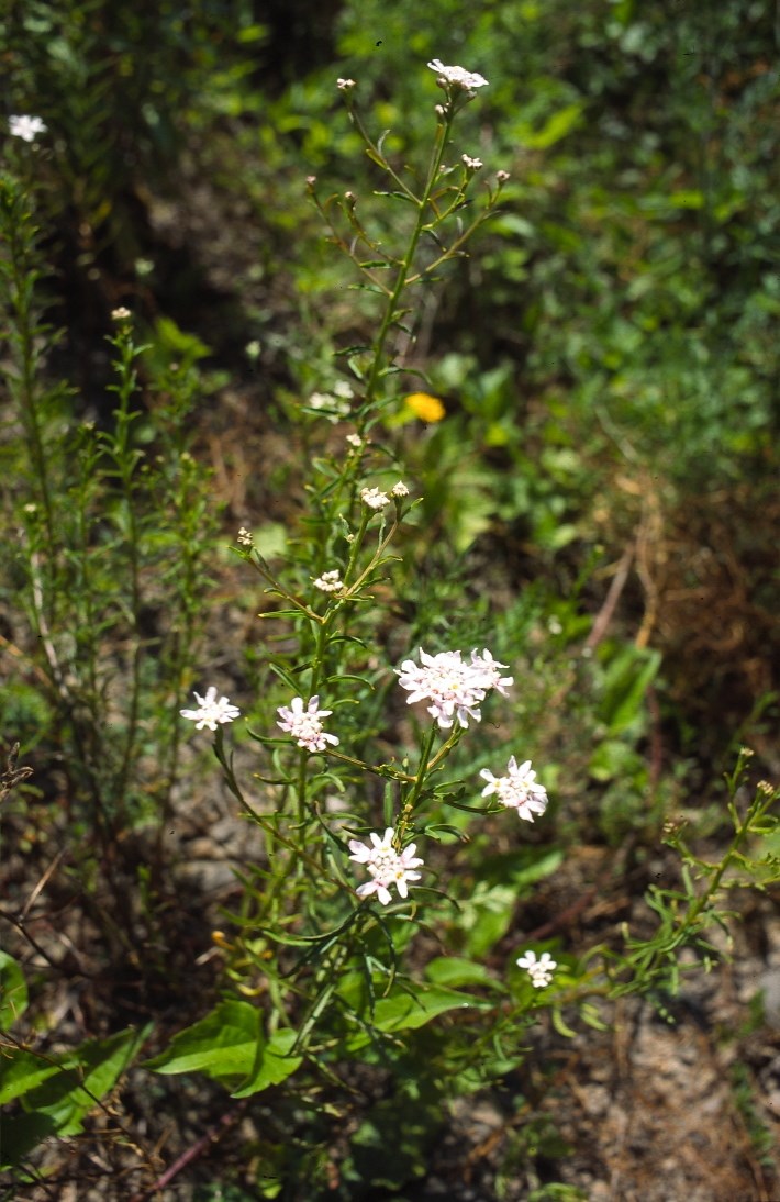 Bopparder Schleifenblume