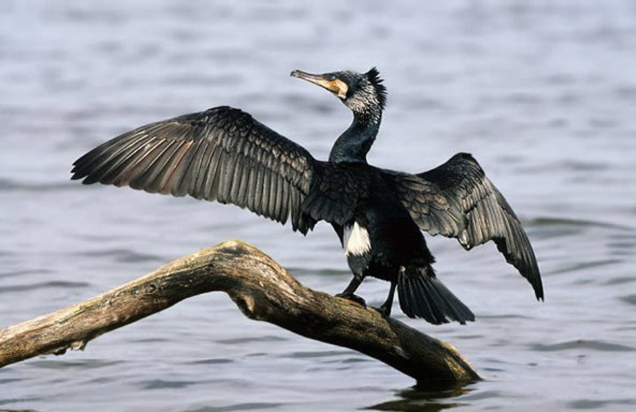 Kormoran  |  Quelle: Thomas Scheffel