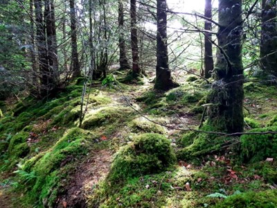 Waldspaziergang „Mythos deutscher Wald“ im Rahmen des Demokratieprojektes