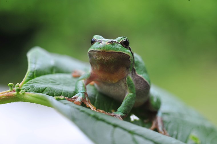 Laubfrosch