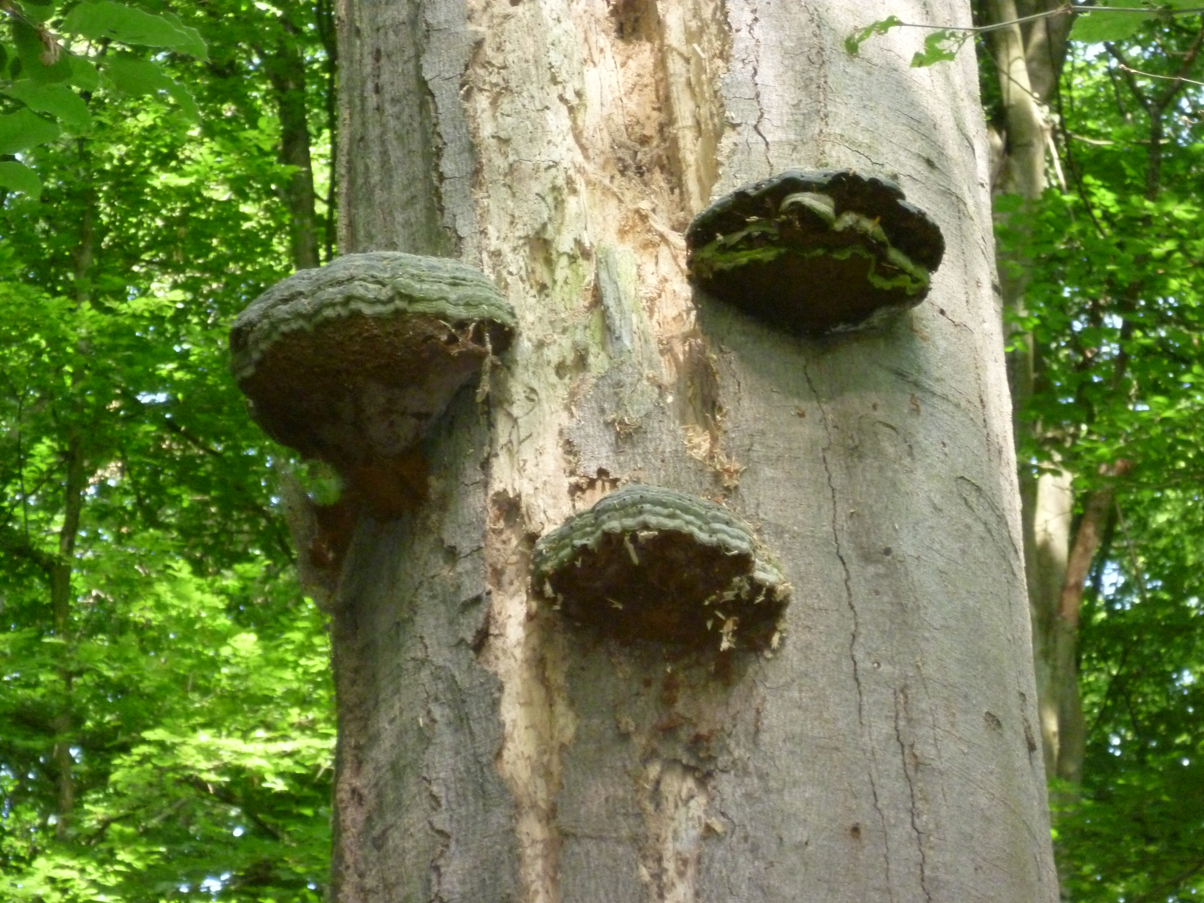 Baumgesicht – Nicht alle Baumarten haben einen so deutlichen Gesichtsausdruck, wie diese ca. 160-jährige Rotbuche. Von Käfern und Pilzen zerfressen, ist sie immer noch freundlich. Wer kann das von sich schon behaupten.   |  Quelle: Stadt Bingen