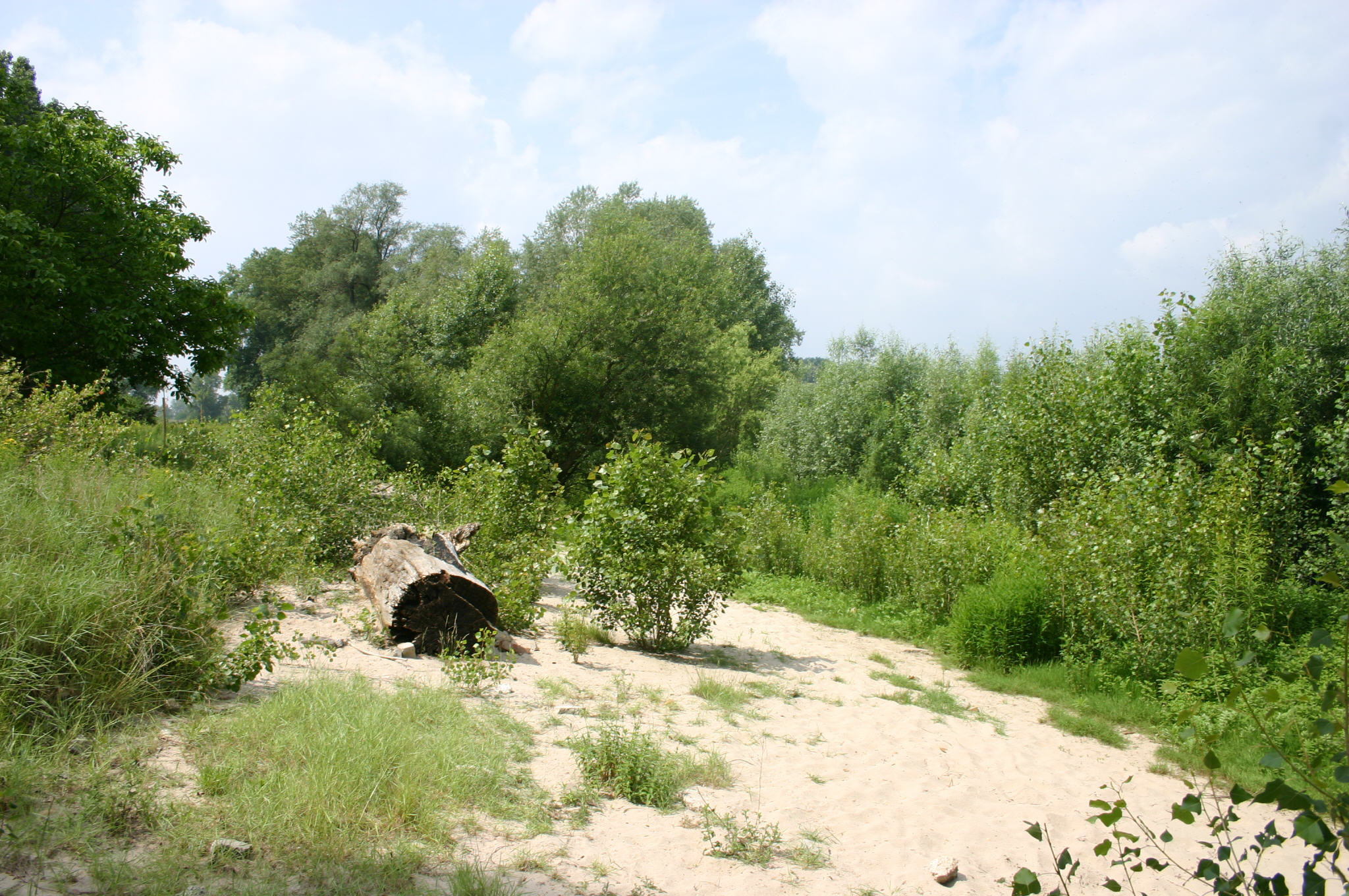 Revitalisierter Uferbereich  |  NABU Naturschutzzentrum Rheinauen