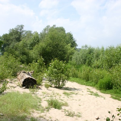 Revitalisierter Uferbereich  |  NABU Naturschutzzentrum Rheinauen